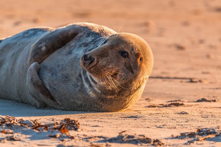 Wellfleet Harbor Seal Cruise Small Group Boat Tour on Cape Cod