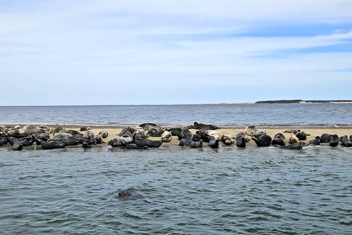 Wellfleet Harbor Seal Cruise Small Group Boat Tour on Cape Cod