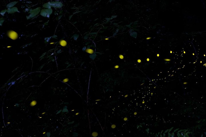 Sandakan Mangrove Fireflies Dinners Tastings and Cruise