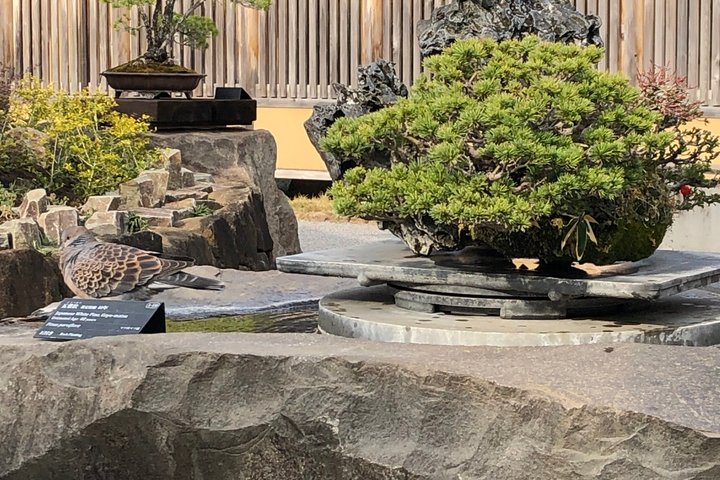 Omiya Bonsai Museum and Village Guided Tour Near Tokyo