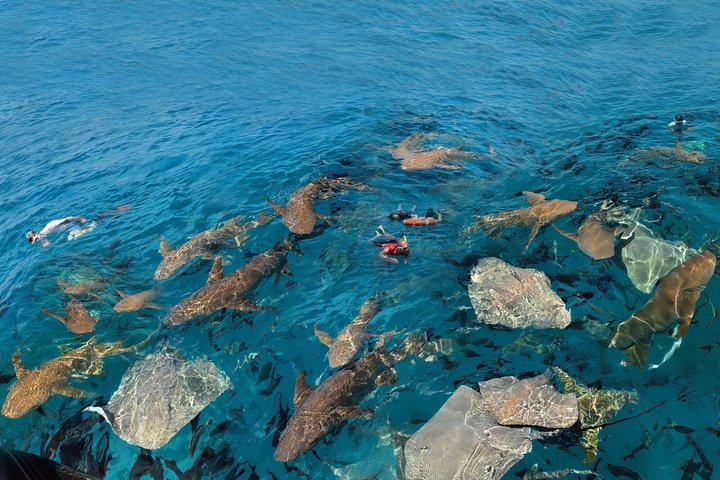 Maldives: Snorkeling with Nurse Sharks, Coral Reef, Sandbank Tour