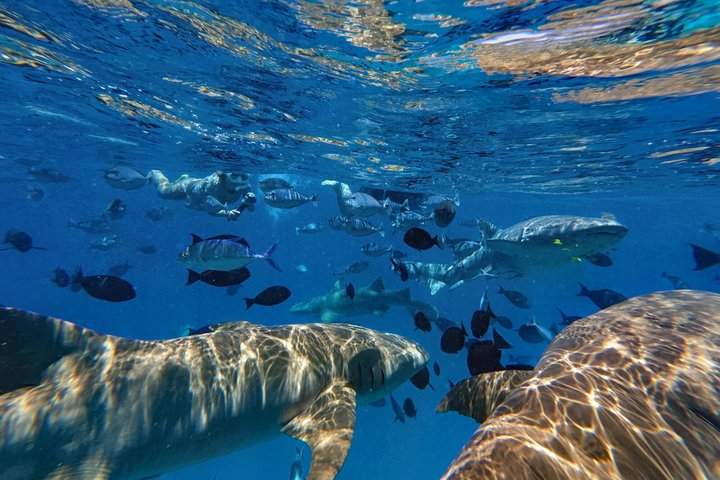 Maldives: Snorkeling with Nurse Sharks, Coral Reef, Sandbank Tour