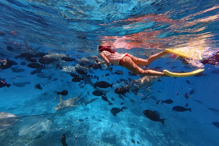 Maldives: Snorkeling with Nurse Sharks, Coral Reef, Sandbank Tour