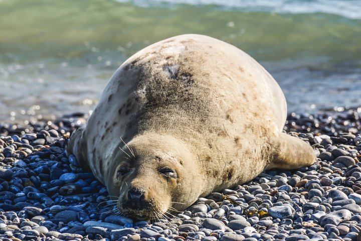 Wellfleet Harbor Seal Cruise Small Group Boat Tour on Cape Cod
