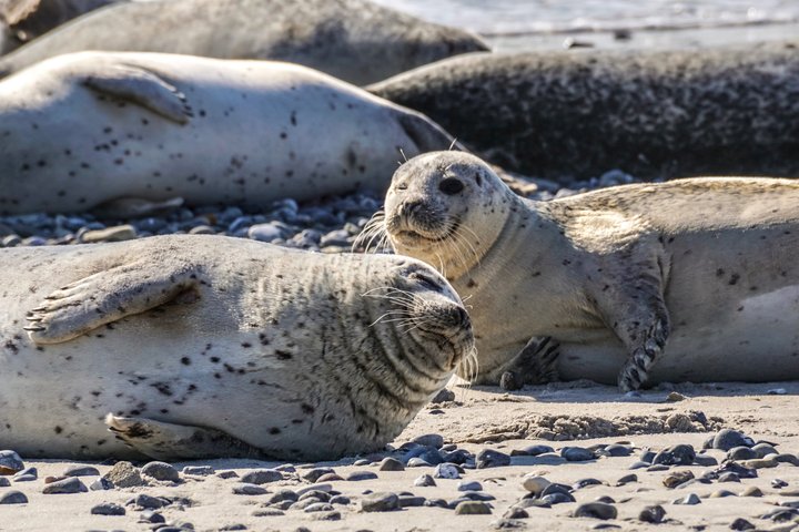 Wellfleet Harbor Seal Cruise Small Group Boat Tour on Cape Cod