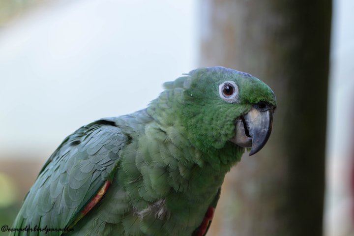 Amazon Jungle & Baños Adventure City: 4 Days of Nature & Wildlife