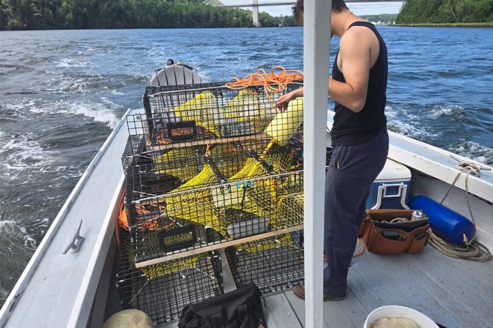 Belfast Lobster Fishing Experience and Feast Mid Coast Maine