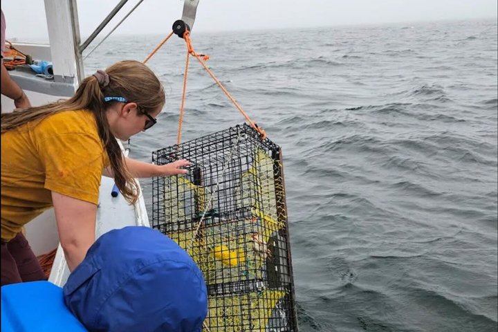 Belfast Lobster Fishing Experience and Feast Mid Coast Maine