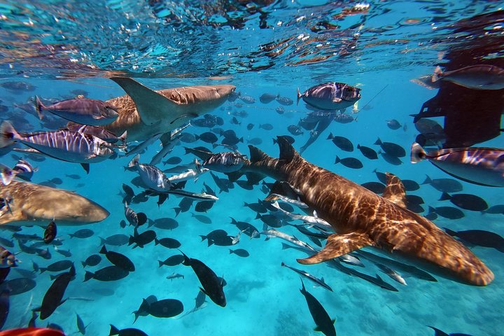 Maldives: Snorkeling with Nurse Sharks, Coral Reef, Sandbank Tour