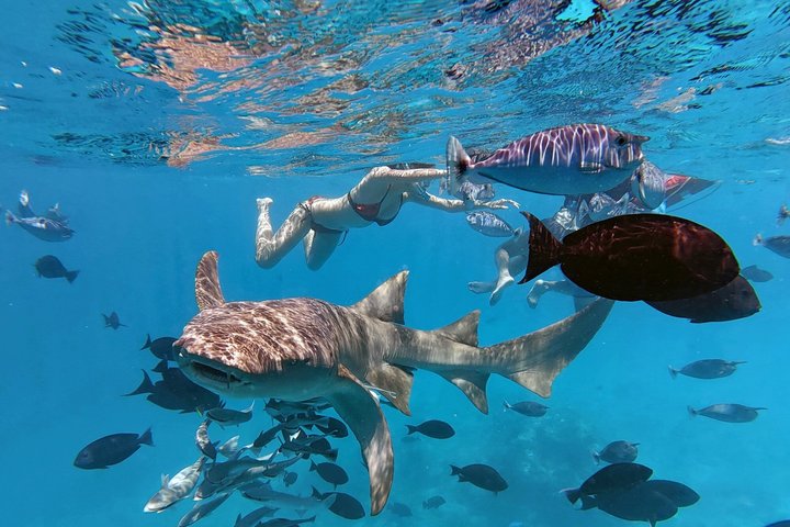 Maldives: Snorkeling with Nurse Sharks, Coral Reef, Sandbank Tour
