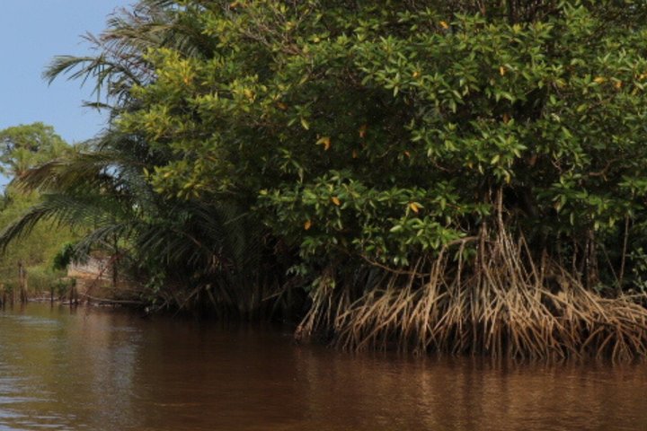Bongawan River Cruise Proboscis Monkey, SkyMirror, Fireflies