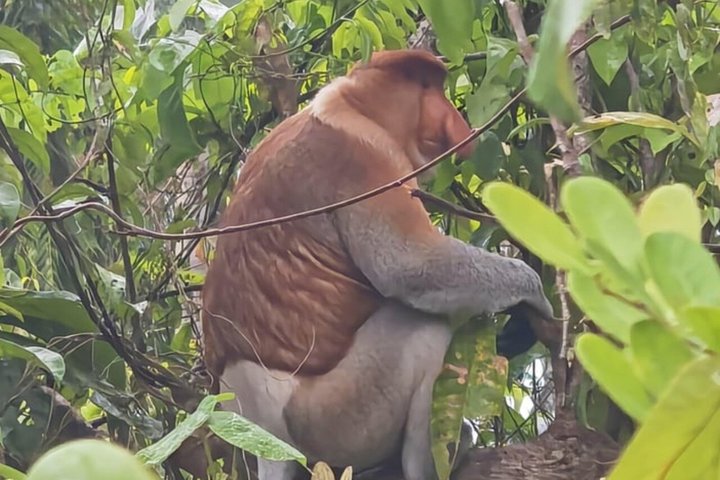 Bongawan River Cruise Proboscis Monkey, SkyMirror, Fireflies