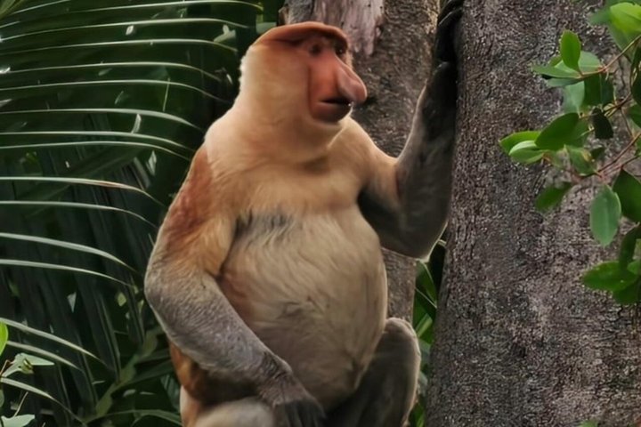 Bongawan River Cruise Proboscis Monkey, SkyMirror, Fireflies