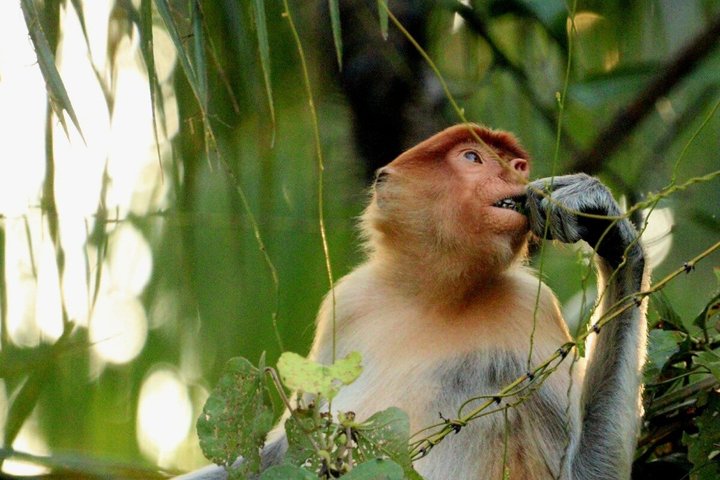 Bongawan River Cruise Proboscis Monkey, SkyMirror, Fireflies