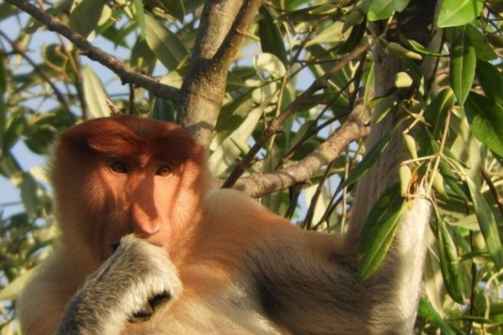Bongawan River Cruise Proboscis Monkey, SkyMirror, Fireflies