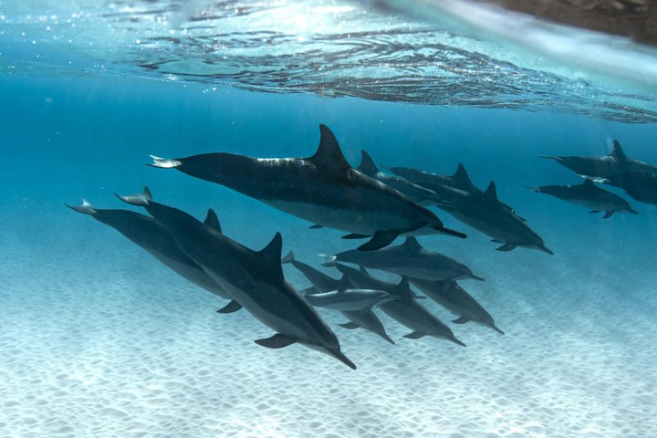 Hurghada: VIP Seafood Yacht to 3 Islands, Dolphins & Snorkeling