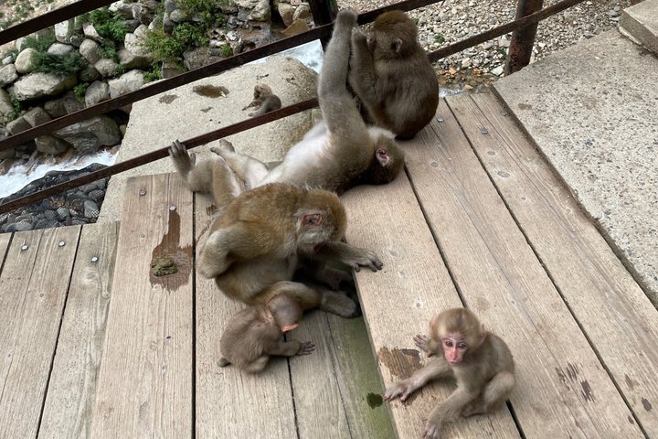 Relaxed Snow Monkeys & Shibu Onsen: Green Season Private Tour