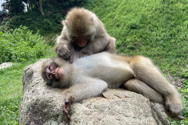 Relaxed Snow Monkeys & Shibu Onsen: Green Season Private Tour