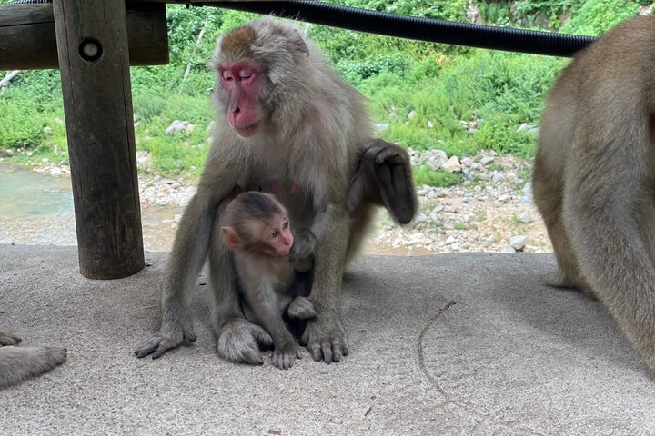 Relaxed Snow Monkeys & Shibu Onsen: Green Season Private Tour
