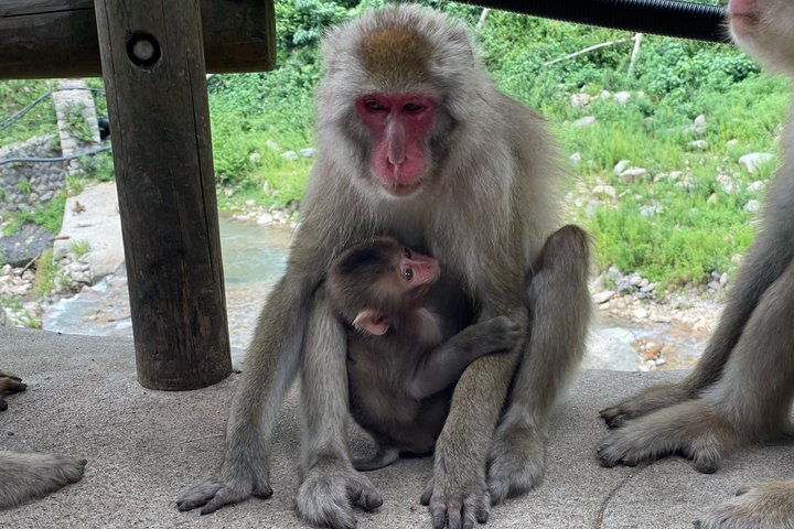 Relaxed Snow Monkeys & Shibu Onsen: Green Season Private Tour