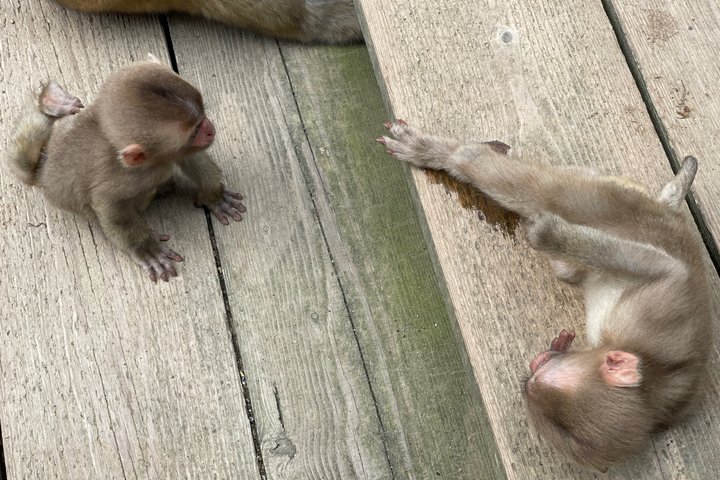 Relaxed Snow Monkeys & Shibu Onsen: Green Season Private Tour