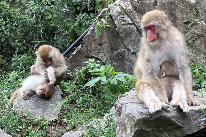 Relaxed Snow Monkeys & Shibu Onsen: Green Season Private Tour