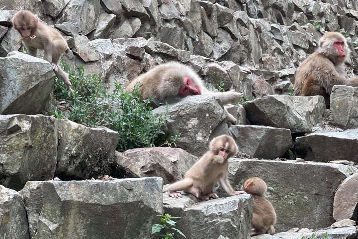 Relaxed Snow Monkeys & Shibu Onsen: Green Season Private Tour