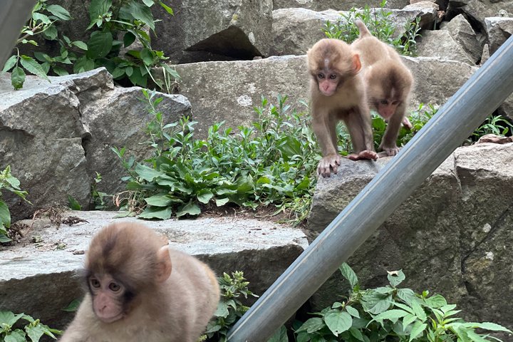 Relaxed Snow Monkeys & Shibu Onsen: Green Season Private Tour
