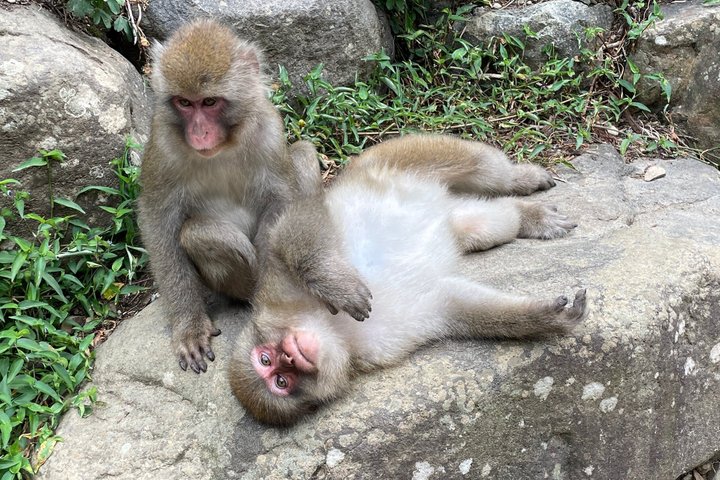 Relaxed Snow Monkeys & Shibu Onsen: Green Season Private Tour