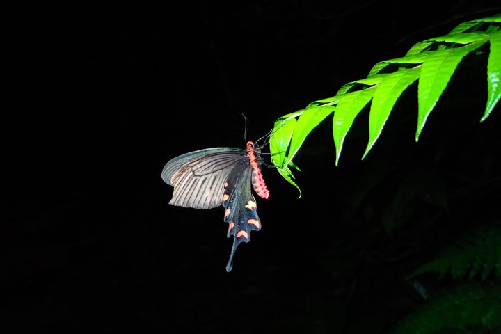 Okinawa Iriomotejima Night Adventure Tour