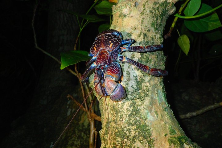 Okinawa Iriomotejima Night Adventure Tour