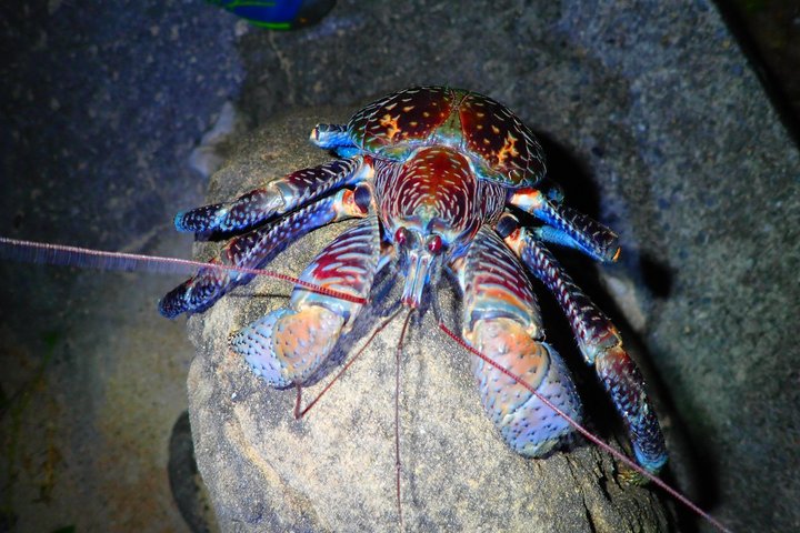 Okinawa Iriomotejima Night Adventure Tour