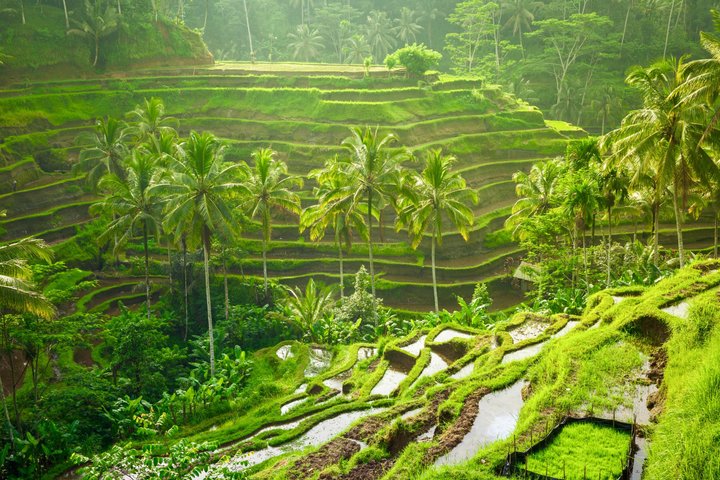 Ubud: Monkey Forest, Rice Terrace, Elephant Cave & Waterfall Tour
