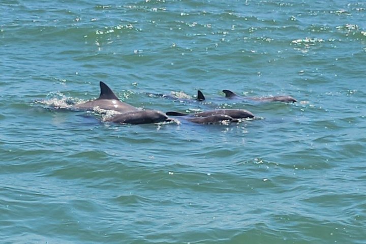 Ocean Sunset Dolphin & Sealife Cruise in Murrells Inlet