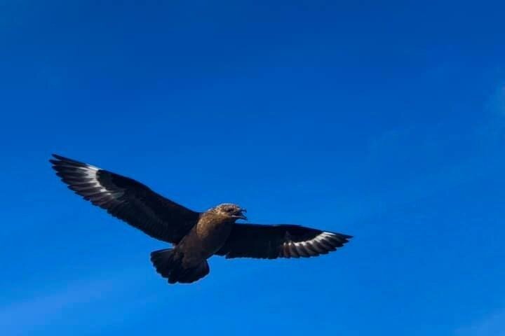 Private Tours of Shetland