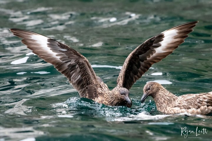 Private Tours of Shetland