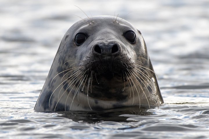 Private Tours of Shetland