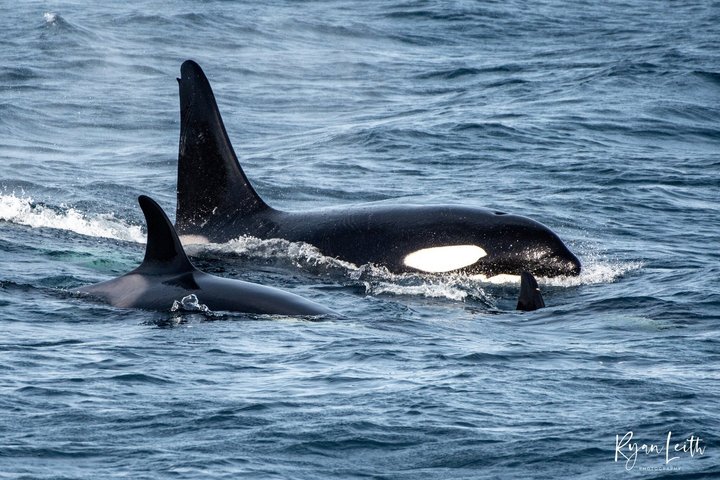 Private Tours of Shetland