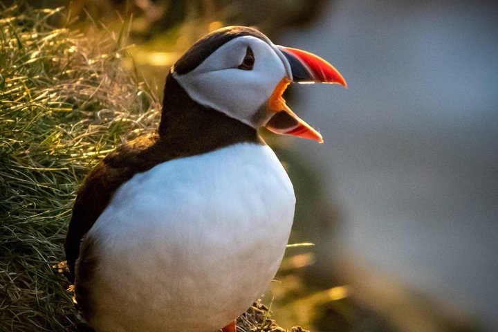 Private Tours of Shetland
