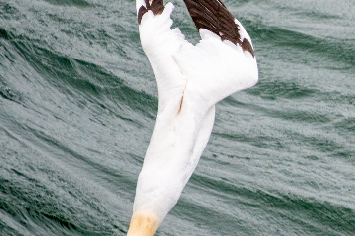Private Tours of Shetland