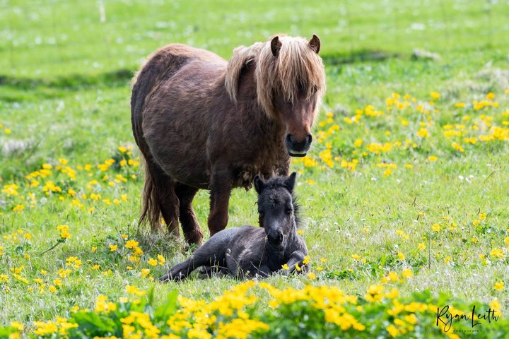 Private Tours of Shetland