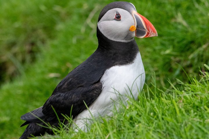 Private Tours of Shetland