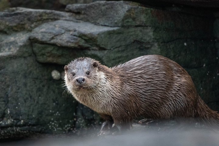Private Tours of Shetland