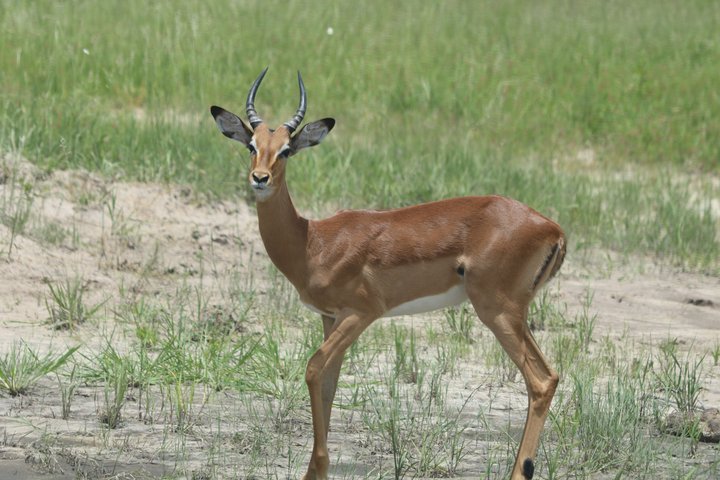 Mokoro Full Day Trip-Okavango Delta
