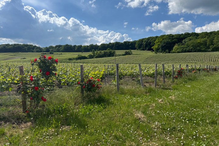 Exclusive Champagne Cellars & Dom Perignon Vineyards tour - Reims