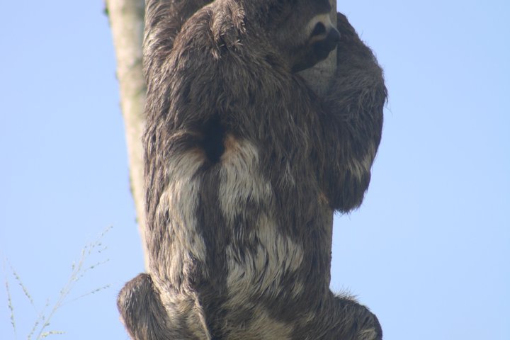 Parrots in Tambopata and search for sloths