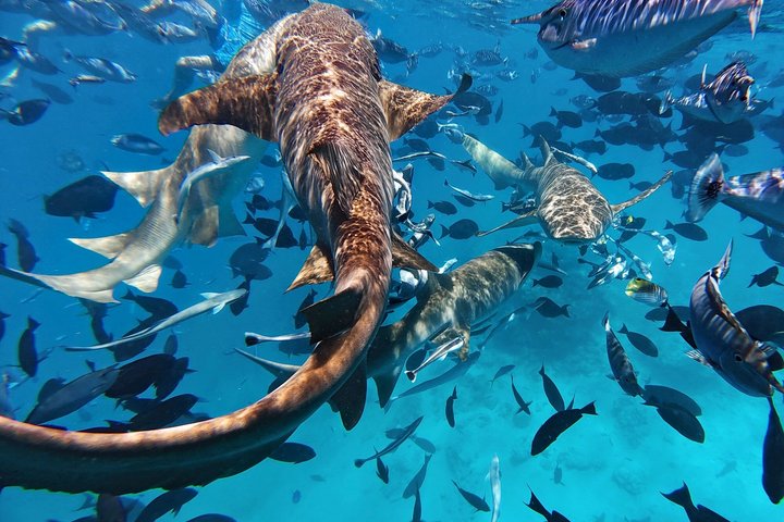 Maldives: Snorkeling with Nurse Sharks, Coral Reef, Sandbank Tour