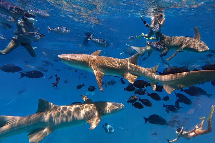 Maldives: Snorkeling with Nurse Sharks, Coral Reef, Sandbank Tour