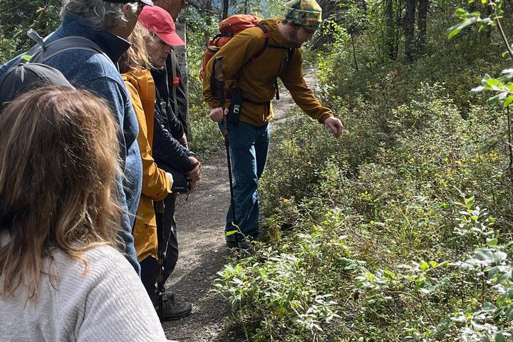 Denali Park Nature Walk (3 Hours) w/Expert Naturalist