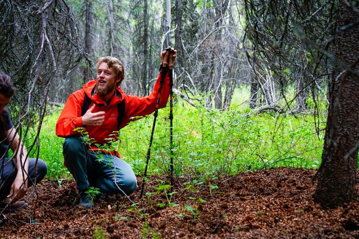 Denali Park Nature Walk (3 Hours) w/Expert Naturalist